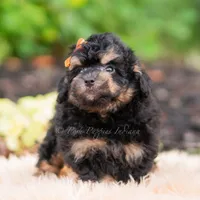 Mushu, a male Miniature Goldendoodle for sale in Warsaw, IN – 5 of 6