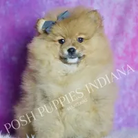Rocky, a male Pomeranian for sale in Warsaw, IN – 3 of 6