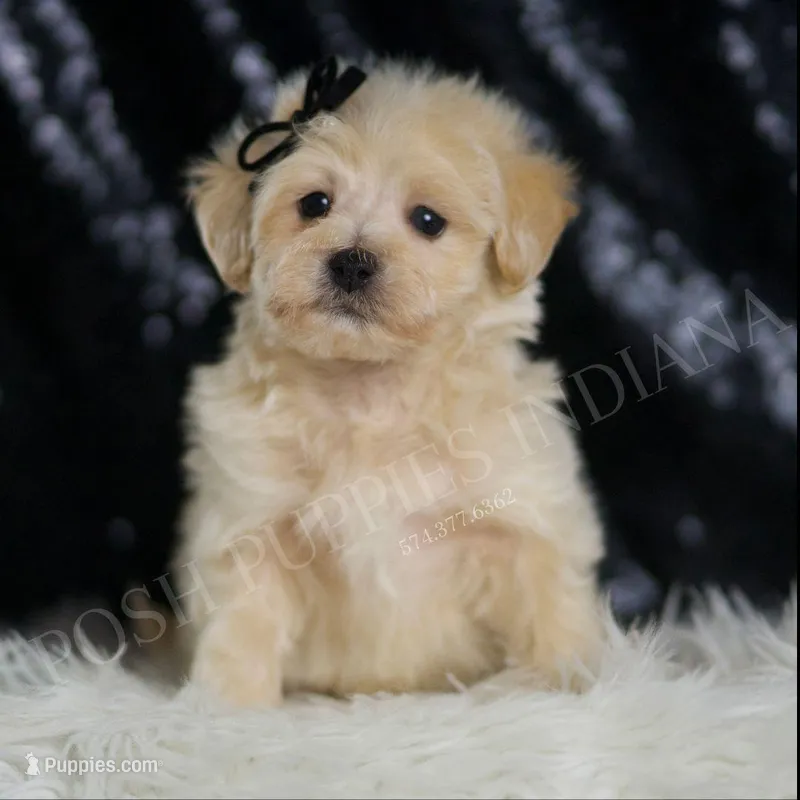 Chesnut – Maltipoo puppy for sale in Warsaw, IN