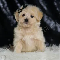 Chesnut, a male Maltipoo for sale in Warsaw, IN – Photo 1 of 5