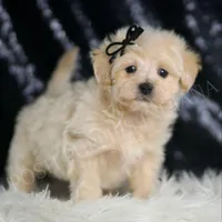 Chesnut, a male Maltipoo for sale in Warsaw, IN – Photo 3 of 5