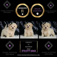 Chesnut, a male Maltipoo for sale in Warsaw, IN – Photo 5 of 5