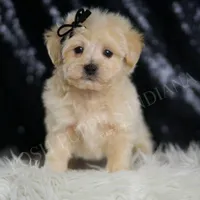 Chesnut, a male Maltipoo for sale in Warsaw, IN – Photo 2 of 5