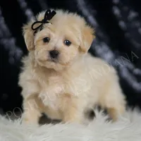 Chesnut, a male Maltipoo for sale in Warsaw, IN – Photo 4 of 5