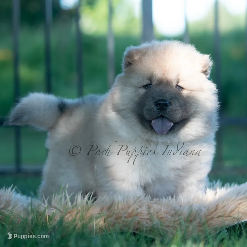 Vision – Chow Chow puppy for sale in Warsaw, IN