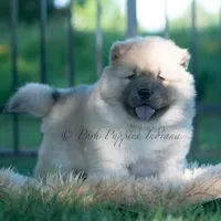 Vision, a male Chow Chow for sale in Warsaw, IN – 1 of 8