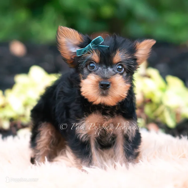 Suki – Yorkshire Terrier puppy for sale in Warsaw, IN