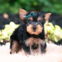 Suki, a male Yorkshire Terrier for sale in Warsaw, IN – 1 of 8