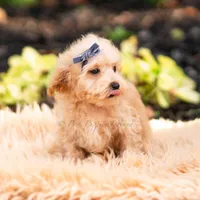 Pebblewhisk, a male Maltipoo for sale in Warsaw, IN – 3 of 7