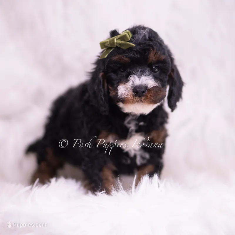 Peanut – Poodle - Toy  puppy for sale in Warsaw, IN