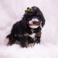 Peanut, a male Poodle - Toy  for sale in Warsaw, IN – 1 of 5