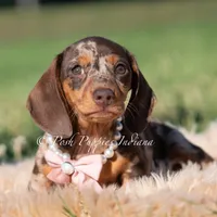 Cosette AKC, a female Miniature Dachshund for sale in Warsaw, IN – 4 of 4