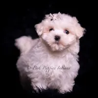 Tiny Dink, a male Maltese for sale in Warsaw, IN – 3 of 7