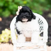 Poa, a male Miniature Goldendoodle for sale in Warsaw, IN – 2 of 8