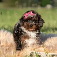 Nova AKC, a female Poodle - Toy  for sale in Warsaw, IN – 2 of 6