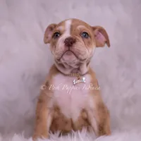 Jinko AKC, a male English Bulldog for sale in Warsaw, IN – 5 of 7