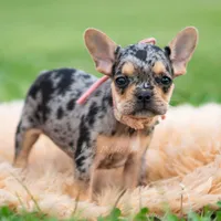 Cookie, a female French Bulldog for sale in Warsaw, IN – 6 of 6