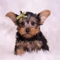 Skittles, a male Yorkshire Terrier for sale in Warsaw, IN – 4 of 6