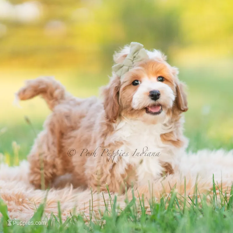 cosmo – Poodle - Toy  puppy for sale in Warsaw, IN