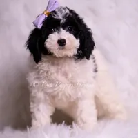 rissa, a female Miniature Goldendoodle for sale in Warsaw, IN – 4 of 4