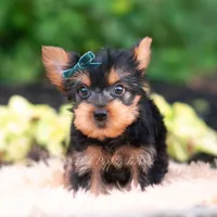 Suki, a male Yorkshire Terrier for sale in Warsaw, IN – 7 of 8