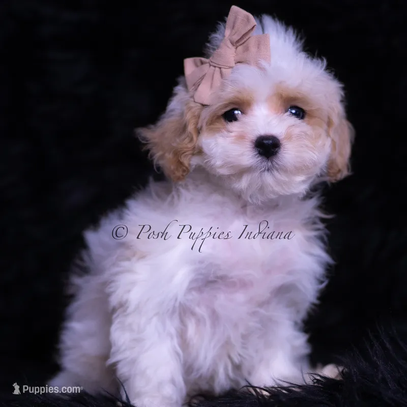 Juju – Maltipoo puppy for sale in Warsaw, IN