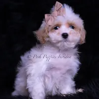 Juju, a male Maltipoo for sale in Warsaw, IN – 1 of 5