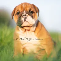 Duchess, a female English Bulldog for sale in Warsaw, IN – 4 of 6