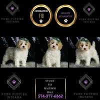 Statche, a male Maltipoo for sale in Warsaw, IN – Photo 2 of 7
