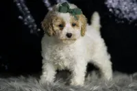 Statche, a male Maltipoo for sale in Warsaw, IN – Photo 3 of 7