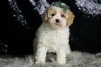 Statche, a male Maltipoo for sale in Warsaw, IN – Photo 7 of 7