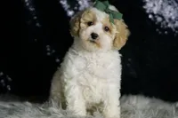 Statche, a male Maltipoo for sale in Warsaw, IN – Photo 6 of 7