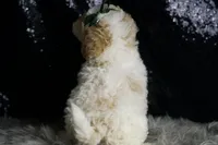 Statche, a male Maltipoo for sale in Warsaw, IN – Photo 4 of 7