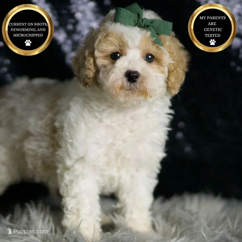 Statche, a male Maltipoo for sale in Warsaw, IN – Photo 1 of 7