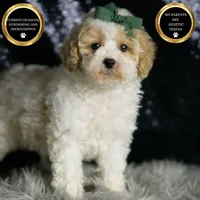 Statche, a male Maltipoo for sale in Warsaw, IN – Photo 1 of 7