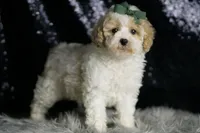 Statche, a male Maltipoo for sale in Warsaw, IN – Photo 5 of 7