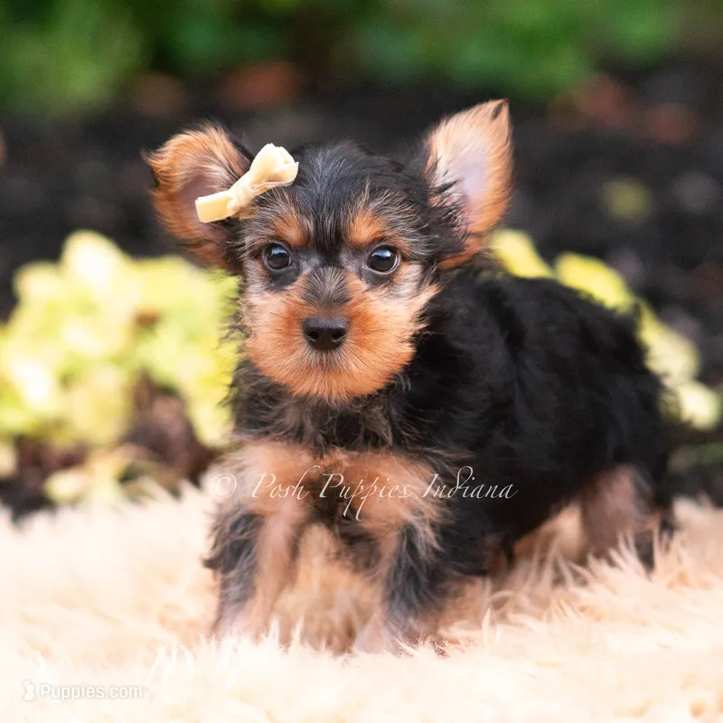 Quibbi – Yorkshire Terrier puppy for sale in Warsaw, IN
