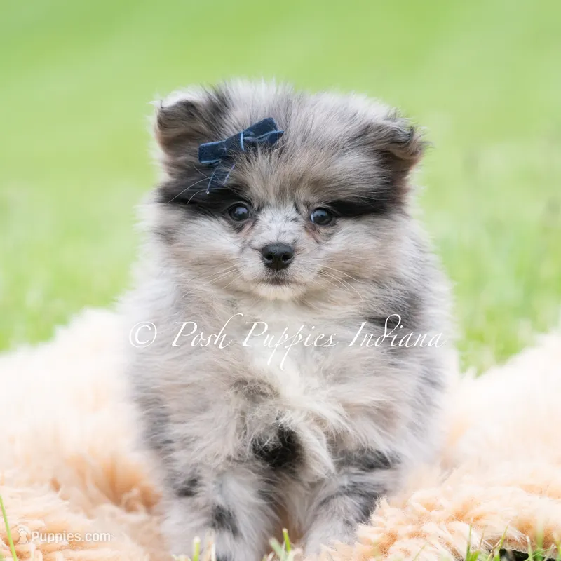 Draco – Pomeranian puppy for sale in Warsaw, IN