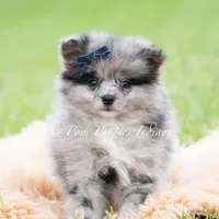 Draco, a male Pomeranian for sale in Warsaw, IN – 1 of 6