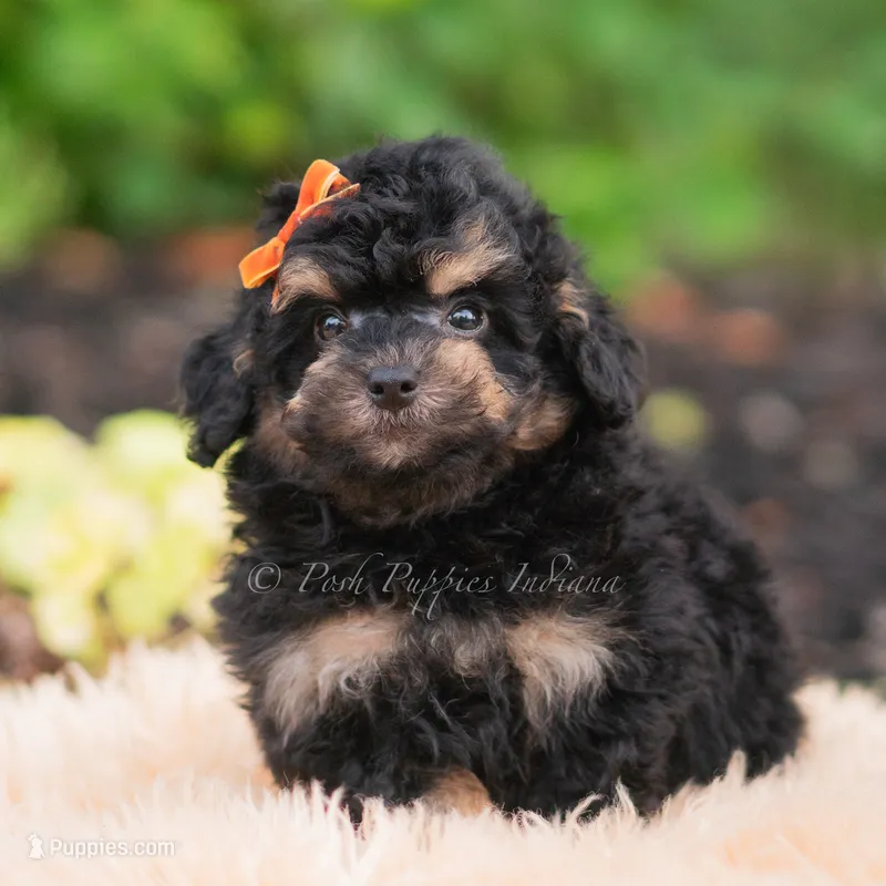 Mush – Miniature Goldendoodle puppy for sale in Warsaw, IN