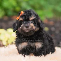 Mush, a male Miniature Goldendoodle for sale in Warsaw, IN – 1 of 6