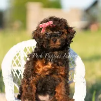 Buttercup AKC, a female Poodle - Toy  for sale in Warsaw, IN – 2 of 6