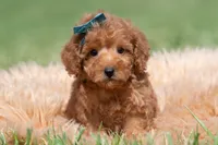 Putt Putt F1, a male Maltipoo for sale in Warsaw, IN – 5 of 10