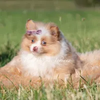 Margo AKC, a female Pomeranian for sale in Warsaw, IN – 2 of 7