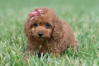 Cupcake F1, a female Maltipoo for sale in Warsaw, IN – 8 of 10
