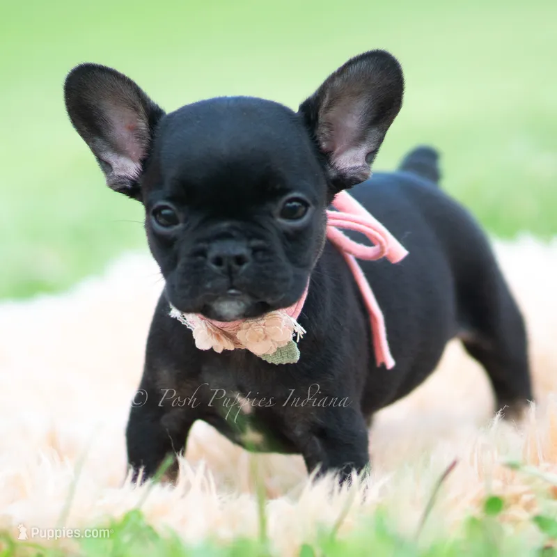 Sweet Pepper AKC – French Bulldog puppy for sale in Warsaw, IN