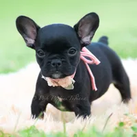 Sweet Pepper AKC, a female French Bulldog for sale in Warsaw, IN – 1 of 5