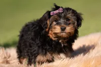 Ziggy, a male Yorkshire Terrier and Poodle - Toy  for sale in Warsaw, IN – 4 of 5