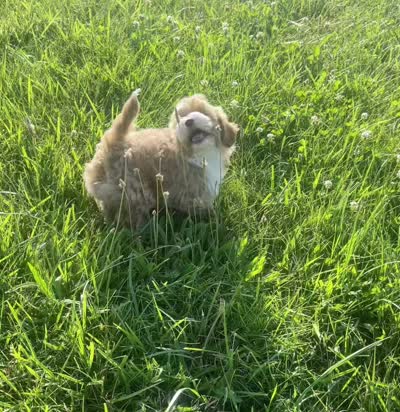 cosmo, a male Poodle - Toy  for sale in Warsaw, IN – 8 of 8
