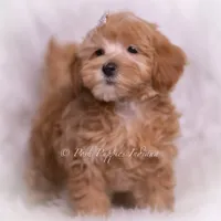 Tiana, a female Maltipoo for sale in Warsaw, IN – 4 of 6